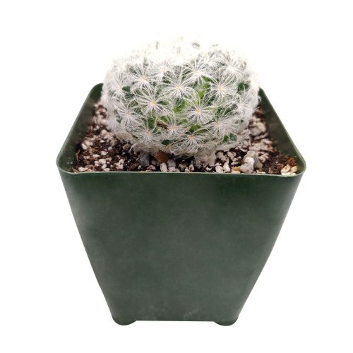 MammillariaPlumosa FeatherCactus 4inch 2