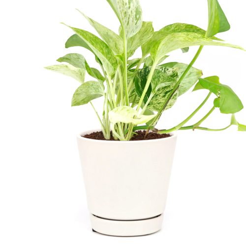 Marble Queen Pothos, Epipremnum aureum 'Marble Queen', tips for growing Pothos, low-maintenance houseplants, houseplants for beginners, indoor houseplants