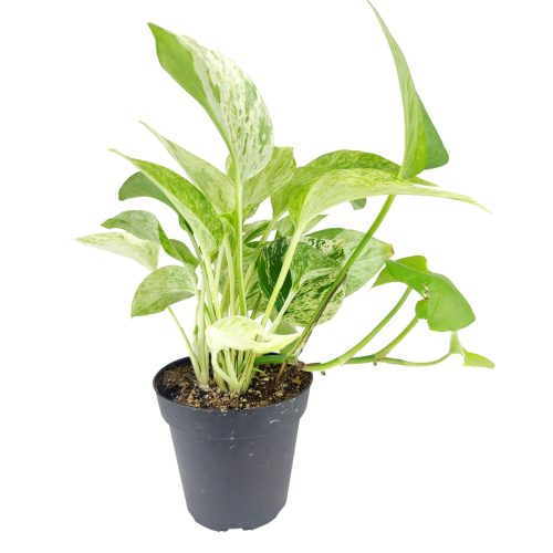 Marble Queen Pothos, Colorful Foliage Houseplants, Air-purifying houseplants, easy to care for, best for beginners, low light houseplants