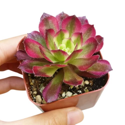 Aeonium Mardi Gras, Succulents, succulent care guide, Succulents shop near me, succulent care, succulents store in CA, succulents garden, succulent plant, monthly succulents, Aeonium Mardi Gras in California, How to grow Aeonium Mardi Gras