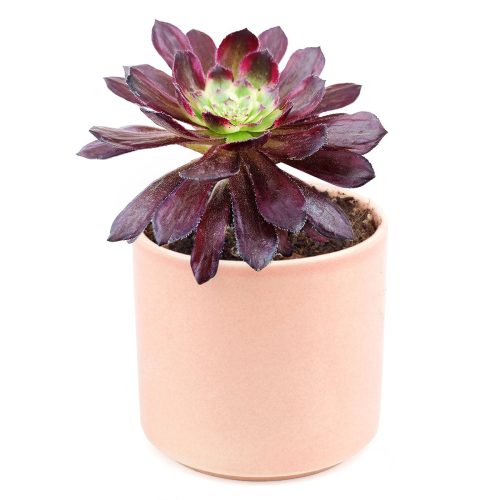 Aeonium Mardi Gras, Succulents, succulent care guide, Succulents shop near me, succulent care, succulents store in CA, succulents garden, succulent plant, monthly succulents, Aeonium Mardi Gras in California, How to grow Aeonium Mardi Gras