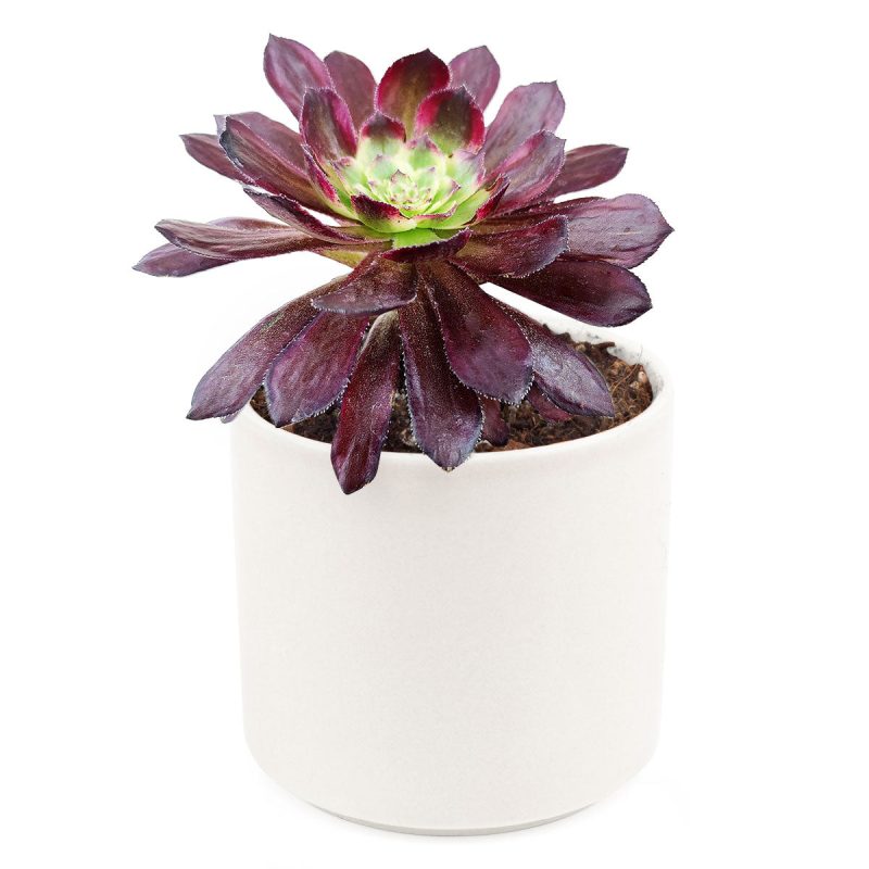 Aeonium Mardi Gras, Succulents, succulent care guide, Succulents shop near me, succulent care, succulents store in CA, succulents garden, succulent plant, monthly succulents, Aeonium Mardi Gras in California, How to grow Aeonium Mardi Gras