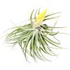 Tillandsia Matudae air plant for sale, unique gift decor ideas, air plant subscription delivery monthly, Tillandsia Matudae with air plant care guide, rare air plant