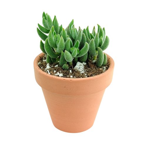 crassula mesembryanthemoides for sale, jade plant, succulent care tips, how to grow succulents, succulents store in CA, monthly succulents, succulent plant, succulent subscription, Succulents shop near me, cactus, crassula mesembryanthemoides in California, How to grow crassula mesembryanthemoides, crassula, crassula plant, crassula succulent, crassula types, crassula varieties, types of crassula, crassula species, crassulas, succulent crassula