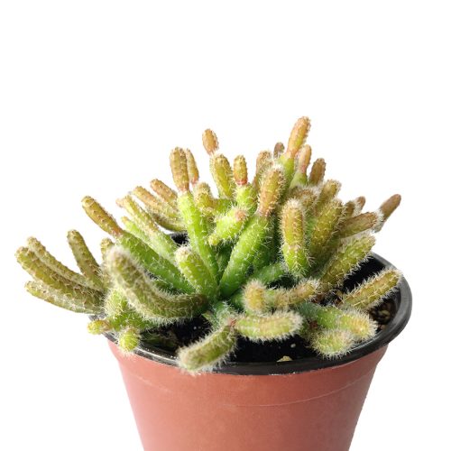 MiniRatTailCactus