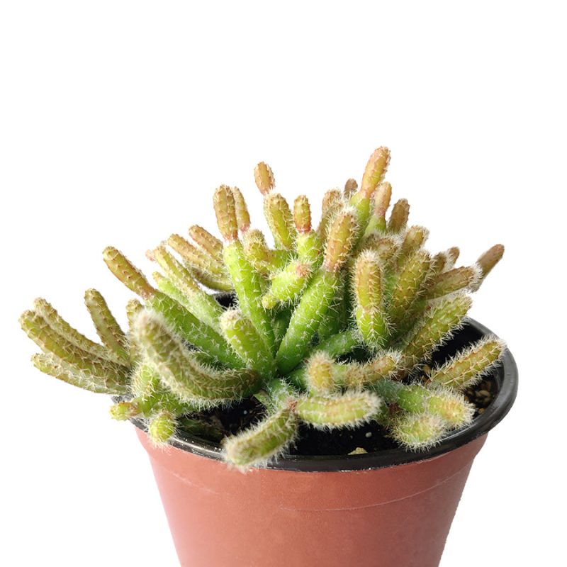 MiniRatTailCactus