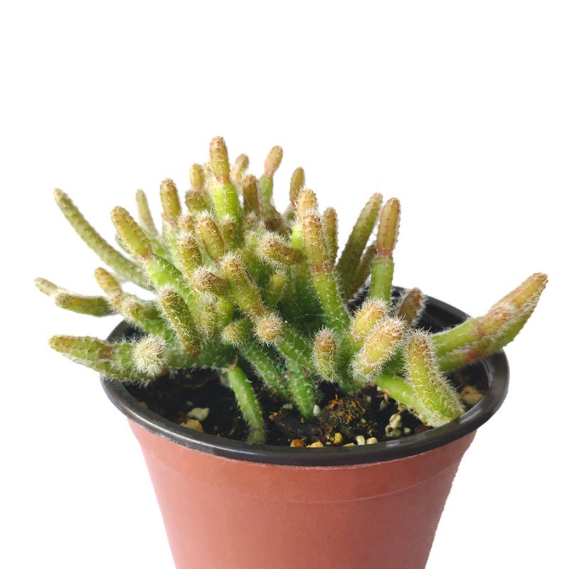 MiniRatTailCactus 2