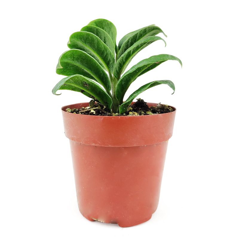 MiniZenzi DwarfZZplant 2