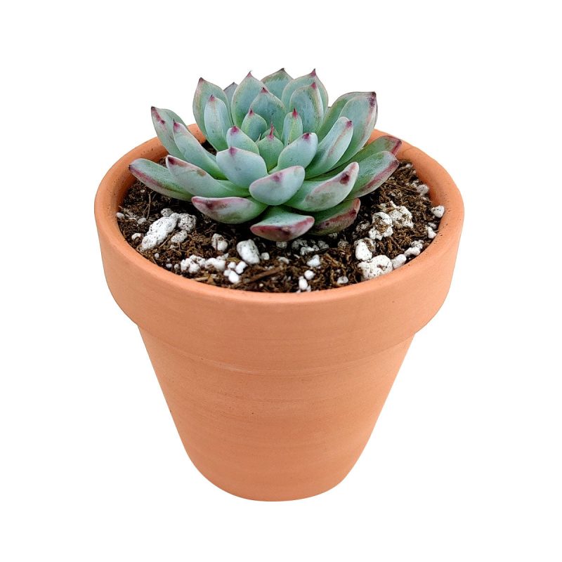 Echeveria Minima for sale, Rare succulents, succulent care, succulent subscription, Succulents shop near me, succulents store in CA, succulents garden, Echeveria Minima Blue Rosette in California, How to grow Echeveria Minima Blue Rosette, Succulents for thanksgiving, Thanksgiving succulents gift, Easter succulents idea, echeveria, echeveria succulent, echeveria types, succulent echeveria, buy succulents online, succulent shop, succulent store, echeveria plant, indoor succulents