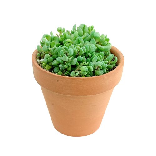 sedum dasyphyllum minor plant for sale, sedum plant, sedum ground cover, sedum varieties, pink sedum