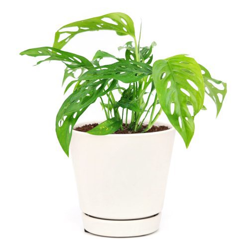 Monstera plant, best air-purifying plant, Swiss Cheese plant, Monstera adansonii, vining Monstera for hanging baskets, plant with lacy leaves