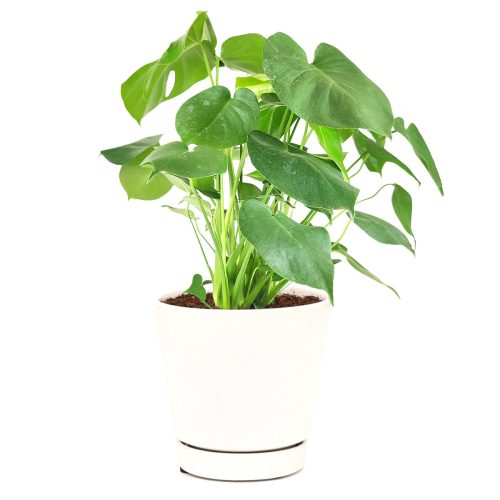 Monstera deliciosa, exotic tropical houseplant, air-purifying plant, Swiss cheese plant, huge foliage houseplant, plant with leaf holes, split leaf plant