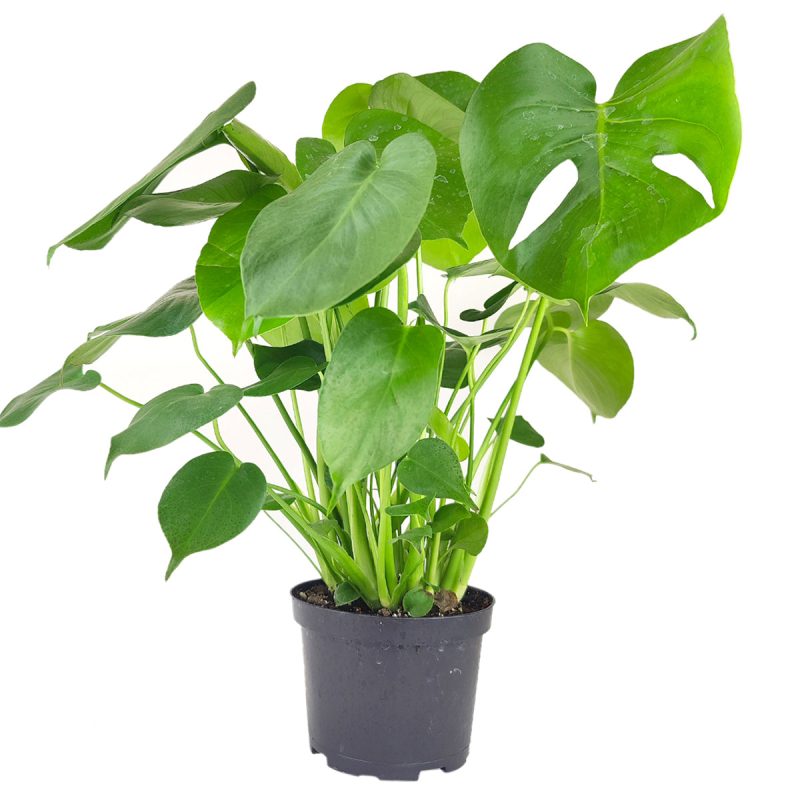 Monstera deliciosa, exotic tropical houseplant, air-purifying plant, Swiss cheese plant, huge foliage houseplant, plant with leaf holes, split leaf plant