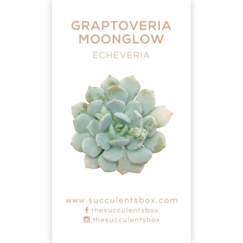 Succulent ID Cards for sale, Airplant ID Cards for sale, Succulent Care Cards, ID Cards for Specific Succulents, Identifying Types of Succulents, Types of Succulent Plants, How to identify Types of succulents, Succulents Gift Ideas, How to care for Types of Succulents, echeveria, echeveria succulent, echeveria types, succulent echeveria, buy succulents online, succulent shop, succulent store, echeveria plant