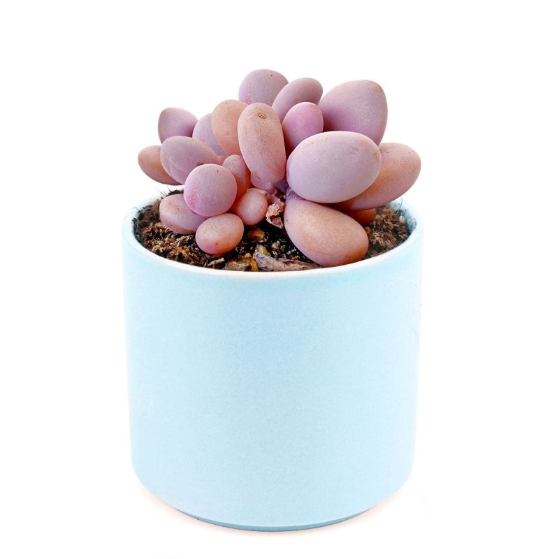 Moonstones Pachyphytum for sale, how to grow succulents, succulent plant, succulent care tips, succulent subscription, succulents garden, Succulents, Succulents shop near me, Rare succulents, Moonstones Pachyphytum in California, How to grow Moonstones Pachyphytum, rare succulents, rare succulents for sale, unique succulents, buy succulents online, rare succulent, succulent shop, unusual succulents, succulent store, succulents online