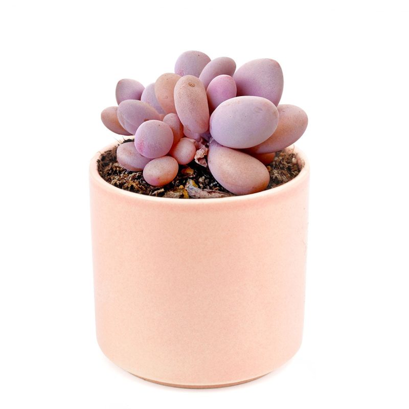 Moonstones Pachyphytum for sale, how to grow succulents, succulent plant, succulent care tips, succulent subscription, succulents garden, Succulents, Succulents shop near me, Rare succulents, Moonstones Pachyphytum in California, How to grow Moonstones Pachyphytum, rare succulents, rare succulents for sale, unique succulents, buy succulents online, rare succulent, succulent shop, unusual succulents, succulent store, succulents online