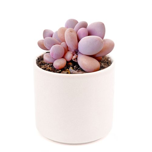 Moonstones Pachyphytum for sale, how to grow succulents, succulent plant, succulent care tips, succulent subscription, succulents garden, Succulents, Succulents shop near me, Rare succulents, Moonstones Pachyphytum in California, How to grow Moonstones Pachyphytum, rare succulents, rare succulents for sale, unique succulents, buy succulents online, rare succulent, succulent shop, unusual succulents, succulent store, succulents online