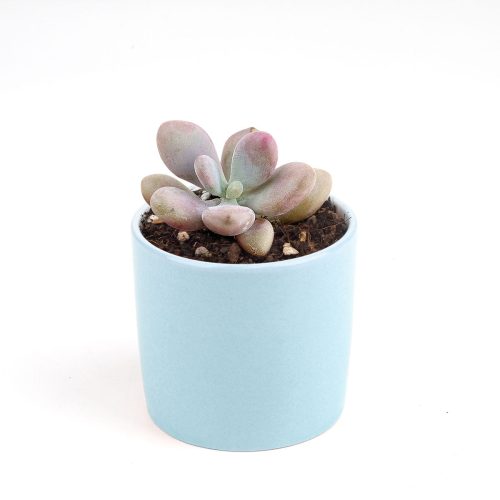 Moonstones Pachyphytum for sale, how to grow succulents, succulent plant, succulent care tips, succulent subscription, succulents garden, Succulents, Succulents shop near me, Rare succulents, Moonstones Pachyphytum in California, How to grow Moonstones Pachyphytum, rare succulents, rare succulents for sale, unique succulents, buy succulents online, rare succulent, succulent shop, unusual succulents, succulent store, succulents online