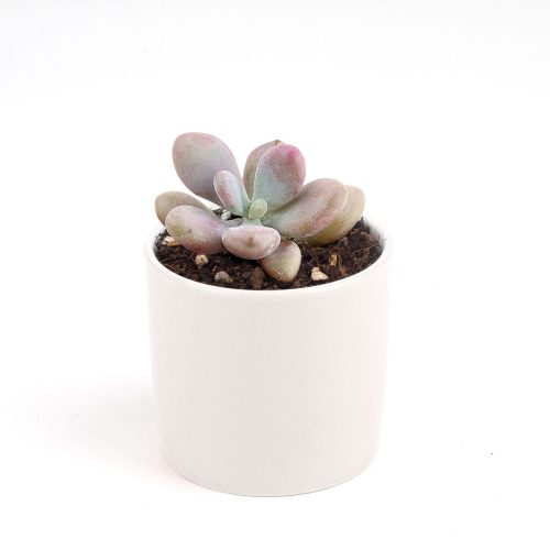 Moonstones Pachyphytum for sale, how to grow succulents, succulent plant, succulent care tips, succulent subscription, succulents garden, Succulents, Succulents shop near me, Rare succulents, Moonstones Pachyphytum in California, How to grow Moonstones Pachyphytum, rare succulents, rare succulents for sale, unique succulents, buy succulents online, rare succulent, succulent shop, unusual succulents, succulent store, succulents online