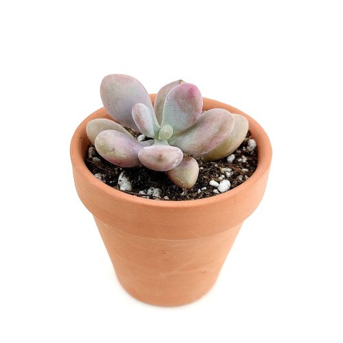 Moonstones Pachyphytum for sale, how to grow succulents, succulent plant, succulent care tips, succulent subscription, succulents garden, Succulents, Succulents shop near me, Rare succulents, Moonstones Pachyphytum in California, How to grow Moonstones Pachyphytum, rare succulents, rare succulents for sale, unique succulents, buy succulents online, rare succulent, succulent shop, unusual succulents, succulent store, succulents online