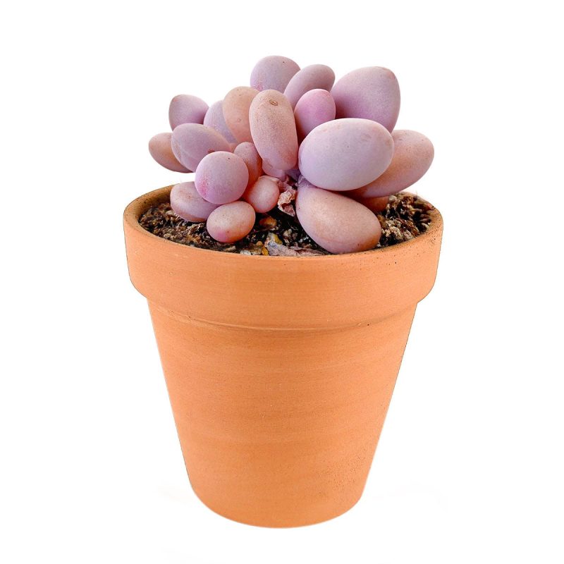 Moonstones Pachyphytum for sale, how to grow succulents, succulent plant, succulent care tips, succulent subscription, succulents garden, Succulents, Succulents shop near me, Rare succulents, Moonstones Pachyphytum in California, How to grow Moonstones Pachyphytum, rare succulents, rare succulents for sale, unique succulents, buy succulents online, rare succulent, succulent shop, unusual succulents, succulent store, succulents online