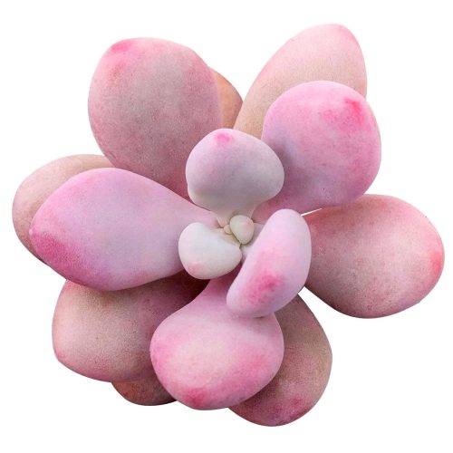 Moonstones Pachyphytum for sale, how to grow succulents, succulent plant, succulent care tips, succulent subscription, succulents garden, Succulents, Succulents shop near me, Rare succulents, Moonstones Pachyphytum in California, How to grow Moonstones Pachyphytum, rare succulents, rare succulents for sale, unique succulents, buy succulents online, rare succulent, succulent shop, unusual succulents, succulent store, succulents online