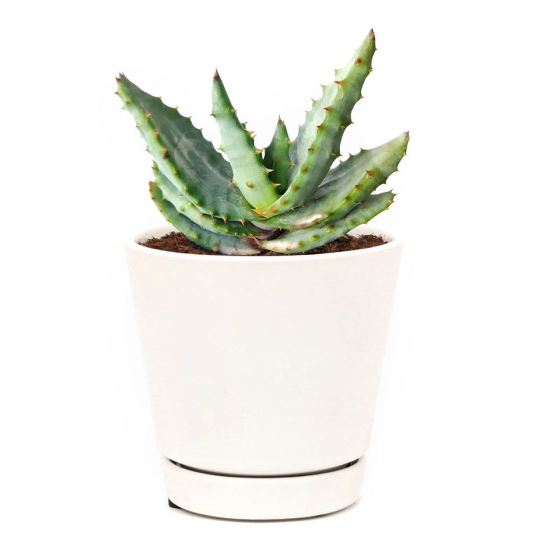 Succulent plant, Mountain Aloe succulent, aloe succulent for sale, how to care for mountain aloe, mountain aloe in california