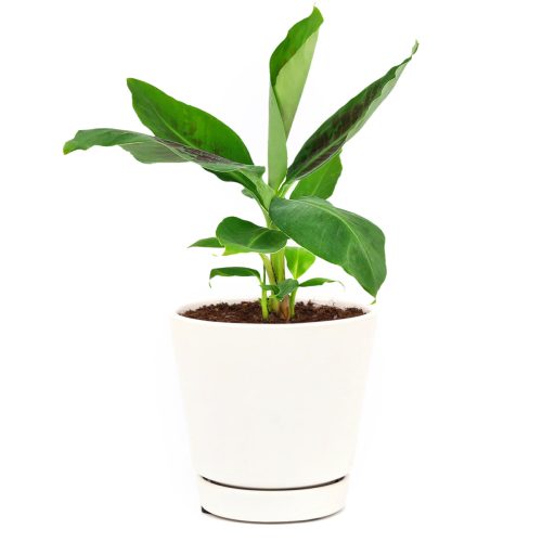 easy to care for houseplant, how to care for Musa Tropicana, how to grow banana tree indoors, banana tree as houseplant