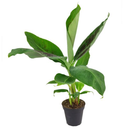 how to care for Musa Tropicana, how to grow banana tree indoors, banana tree as houseplant, easy to care for houseplant