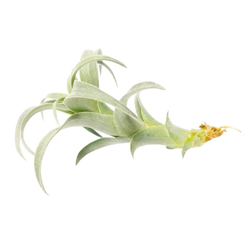 Tillandsia Nana air plant for sale, How to grow Tillandsia Nana air plant indoor, How to care for Tillandsia Nana air plants, air plants subscription box delivered monthly, air plants gift ideas, rare air plants for sale