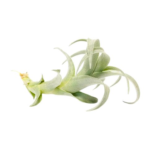 Tillandsia Nana air plant for sale, How to grow Tillandsia Nana air plant indoor, How to care for Tillandsia Nana air plants, air plants subscription box delivered monthly, air plants gift ideas, rare air plants for sale