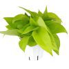 pothos plants for sale, pothos neon, neon pothos plant, pothos house plants, neon pothos light requirements