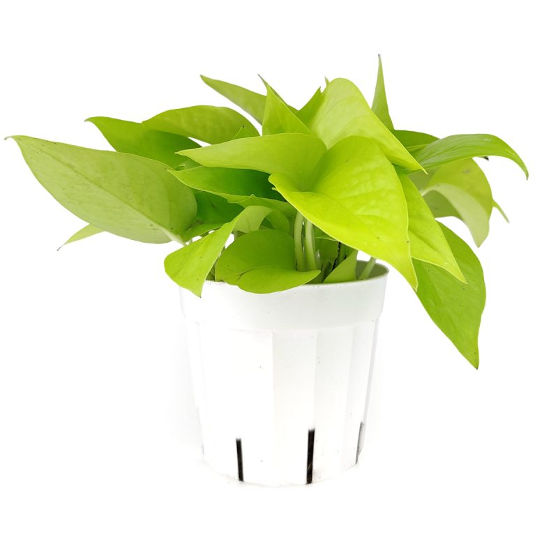 NeonPothos 1