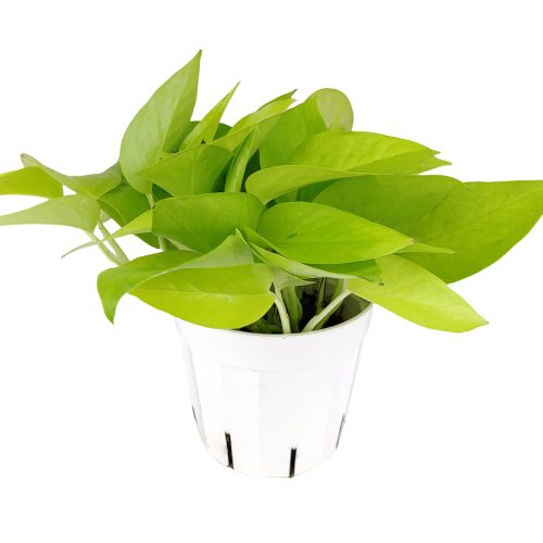 NeonPothos 2