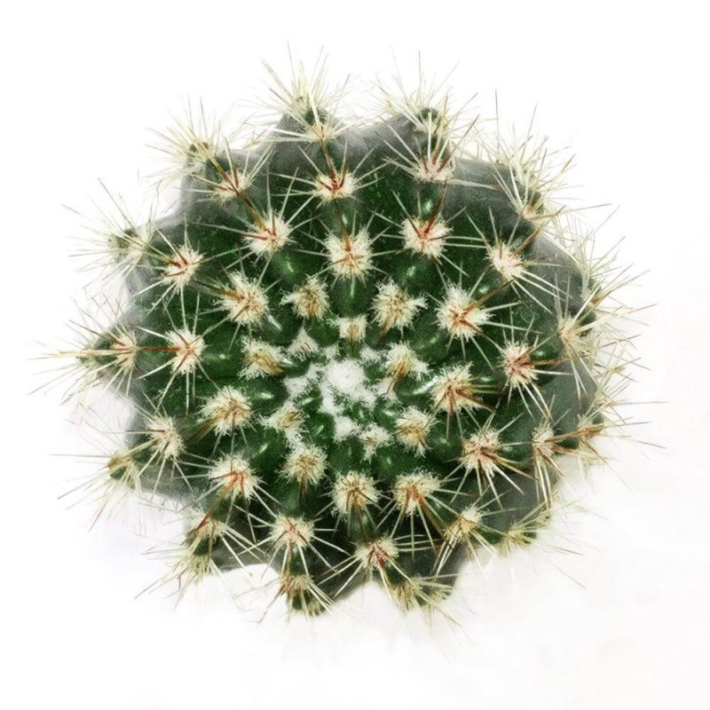 Notocactus Roseoluteus 2 2000x 08e29418 8cd5 44fa adc2 97397bcb2449