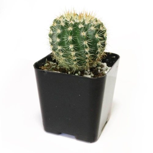 Notocactus Roseoluteus 7 2000x 7095759e 2c16 490d 9b39 7c6ccaf7c18c