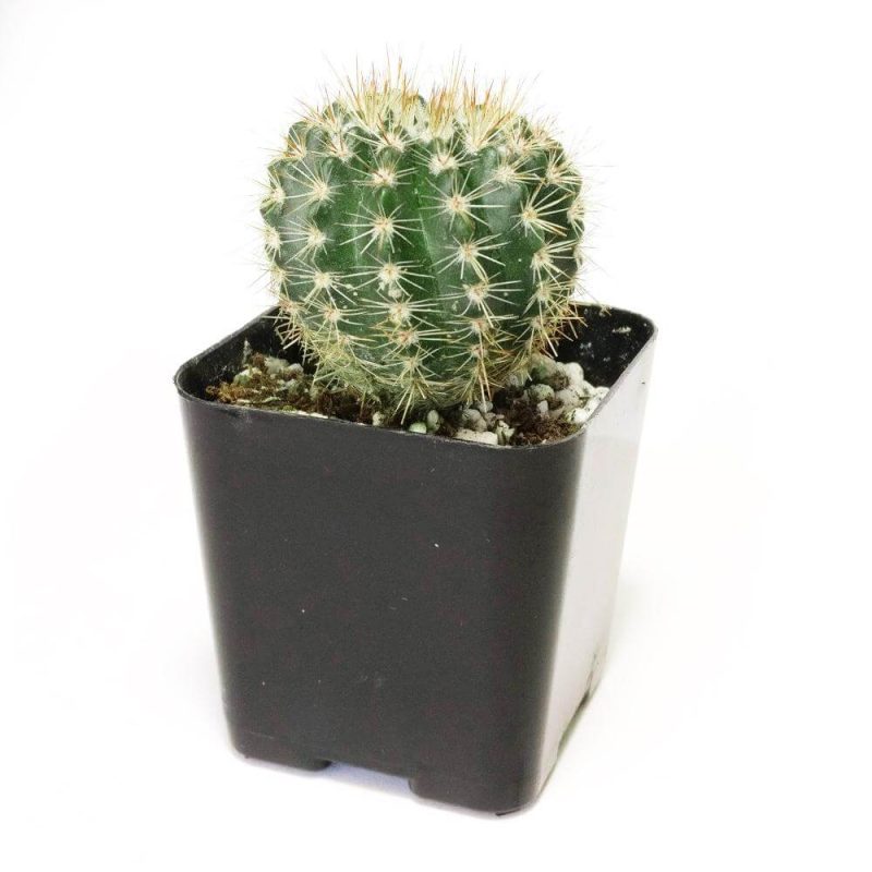 Notocactus Roseoluteus 8 2000x c7ab7e9c c5d7 4336 8f08 d6359ca21cd4