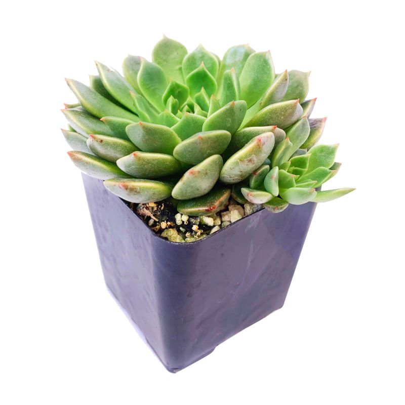 Graptoveria Olivia, succulents store in CA, succulent care tips, indoor succulents, succulents shop in California, cactus, succulent care guide, succulent plant, how to grow succulents, Graptoveria Olivia in California, How to grow Graptoveria Olivia, echeveria, echeveria succulent, echeveria types, succulent echeveria, buy succulents online, succulent shop, succulent store, echeveria plant