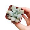 How to care for Graptoveria Opalina Succulent, How to make your succulent purple, How to change succulent color, How to make Graptoveria Opalina turn purple, Succulent turning purple, How to make succulents change color, How to grow colorful succulents, rare succulents, rare succulents for sale, unique succulents, buy succulents online, rare succulent, succulent shop, unusual succulents, succulent store, succulents online