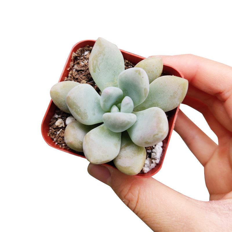 How to care for Graptoveria Opalina Succulent, How to make your succulent purple, How to change succulent color, How to make Graptoveria Opalina turn purple, Succulent turning purple, How to make succulents change color, How to grow colorful succulents, rare succulents, rare succulents for sale, unique succulents, buy succulents online, rare succulent, succulent shop, unusual succulents, succulent store, succulents online