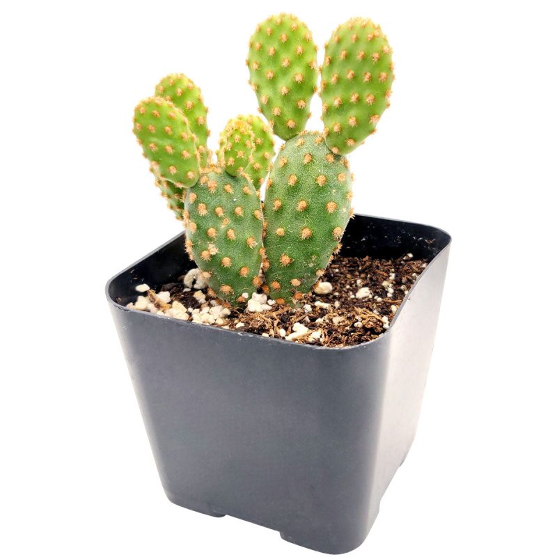 OPUNTIA RUFIDA MINIMA CINNAMON CACTUS 2 inch 2