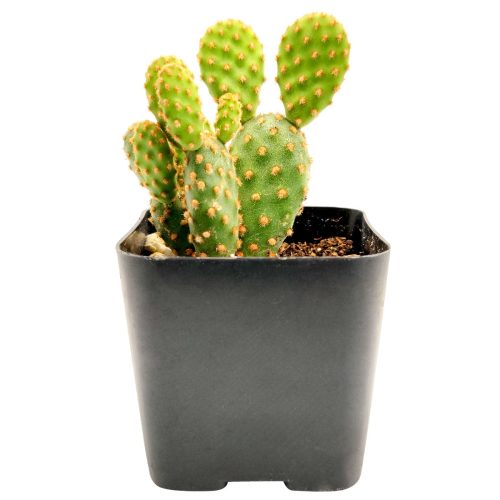 OPUNTIA RUFIDA MINIMA CINNAMON CACTUS 2 inch 3