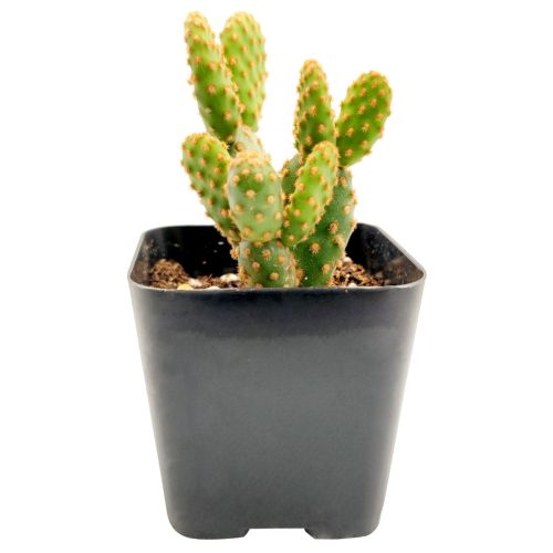 OPUNTIA RUFIDA MINIMA CINNAMON CACTUS 2 inch 4