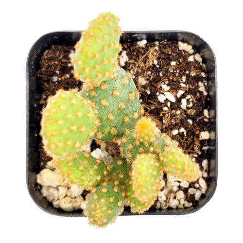 OPUNTIA RUFIDA MINIMA CINNAMON CACTUS 2 inch 6