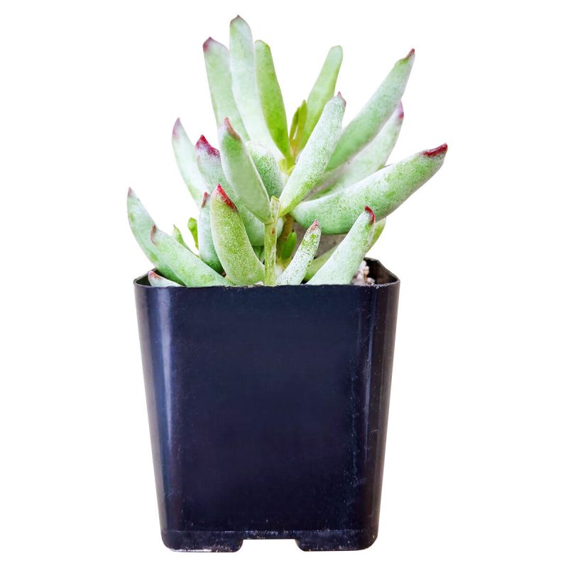 Cotyledon orbiculata var. flanaganii, succulent care tips, indoor succulents, monthly succulents, Succulents, succulent care guide, Succulents shop near me, succulents shop in California, succulent subscription, Cotyledon orbiculata in California, How to grow Cotyledon orbiculata