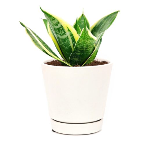 sansevieria houseplant, snake plant for sale, Sancevieria Ocean Star, Mother-In-Law's Tongue, easy to care houseplant for beginners, low light houseplant