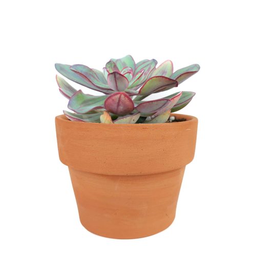 Echeveria gift for thanksgiving, Easter eggs echeveria, echeveria, echeveria succulent, echeveria types, succulent echeveria, buy succulents online, succulent shop, succulent store, echeveria plant, indoor succulents