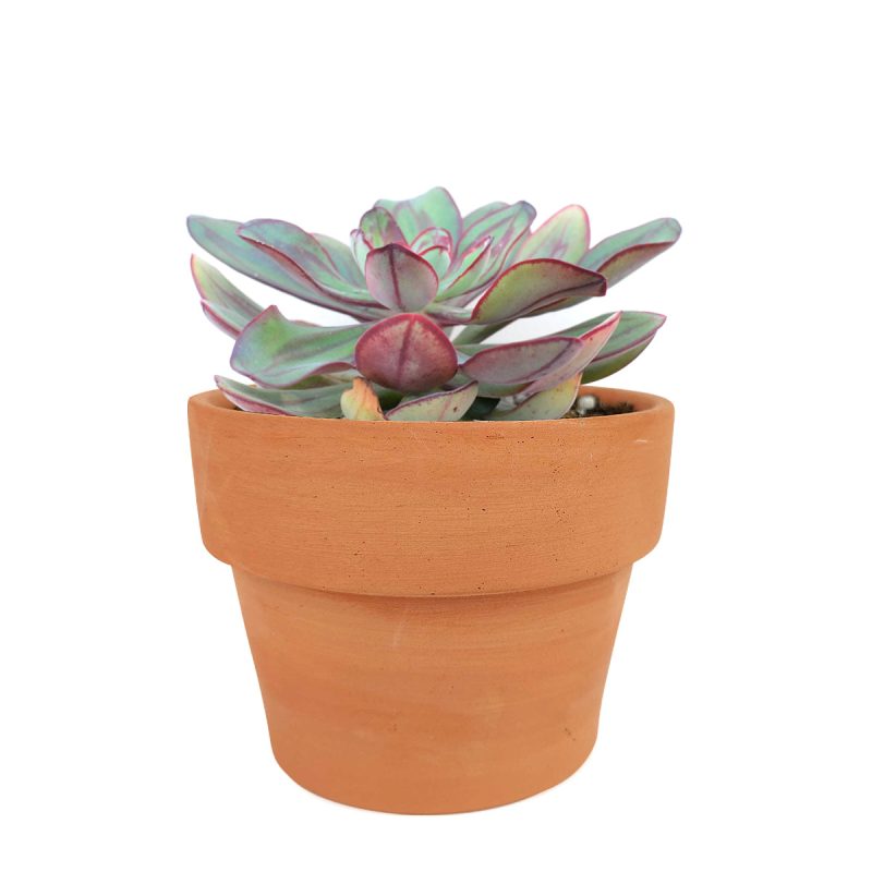 Echeveria gift for thanksgiving, Easter eggs echeveria, echeveria, echeveria succulent, echeveria types, succulent echeveria, buy succulents online, succulent shop, succulent store, echeveria plant, indoor succulents