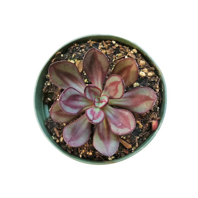 Painted Echeveria Nodulosa, cactus, succulent care, succulents store in CA, monthly succulents, succulents shop in California, succulents garden, succulent subscription, Painted Echeveria Nodulosa in California, How to grow Painted Echeveria Nodulosa, Echeveria for thanksgiving, How to care echeveria succulents for thanksgiving, echeveria, echeveria succulent, echeveria types, succulent echeveria, buy succulents online, succulent shop, succulent store, echeveria plant, indoor succulents