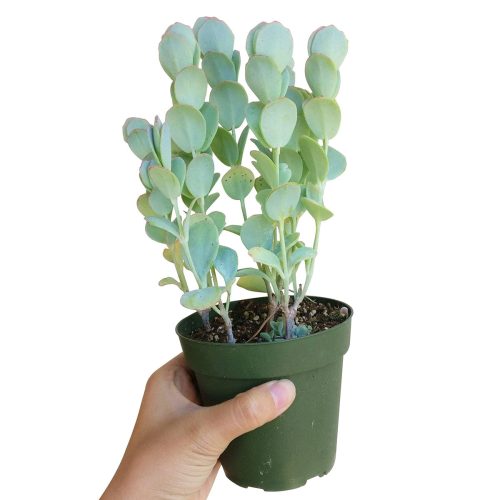 Kalanchoe Panamensis for sale, indoor succulents, succulents store in CA, succulents shop in California, Succulents, cactus, succulent care, succulent care tips, Succulents shop near me, Kalanchoe Panamensis in California, How to grow Kalanchoe Panamensis